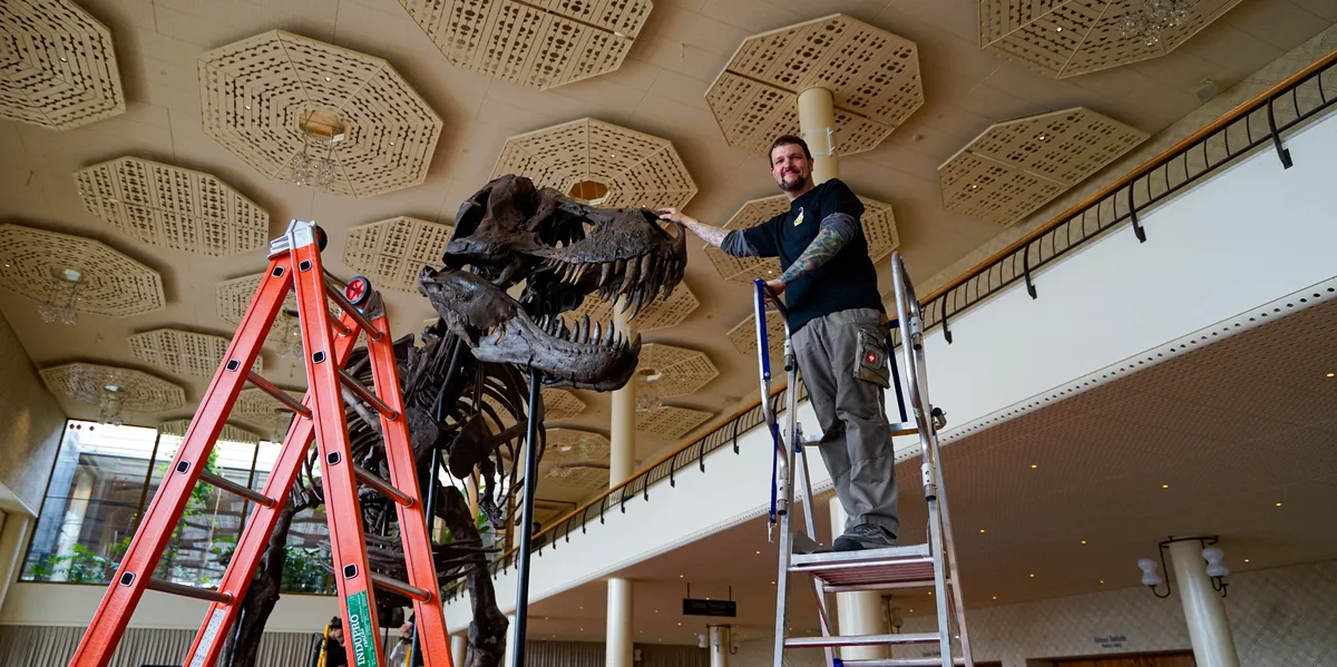 Ein Mann steht auf einer Leiter und berührt einen T--rex. 